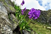 49 Primula vischiosa (Primula latifolia )